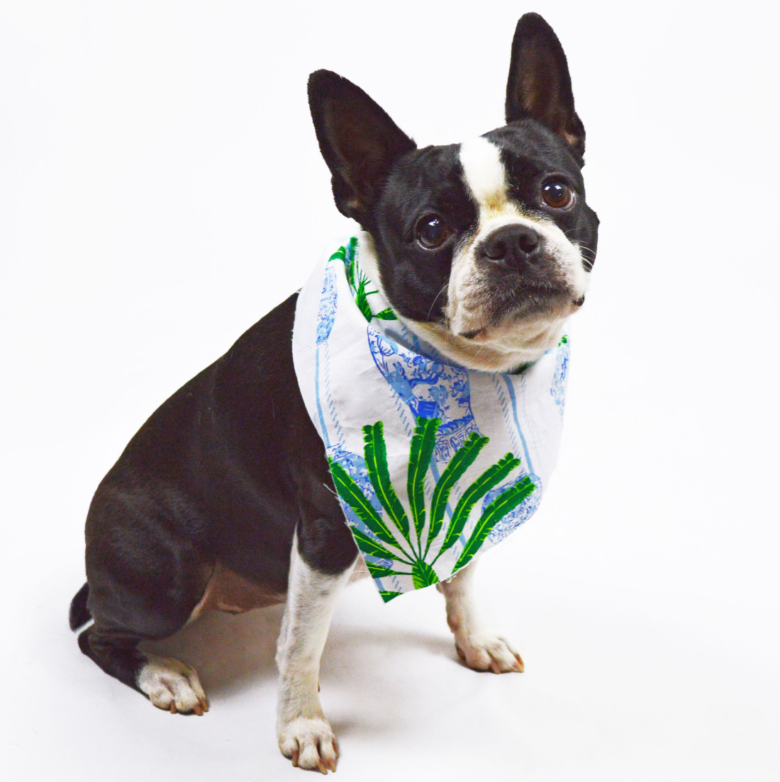 Ginger Jar Pet Bandana